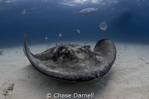 "Sandy and the Jacks"
Large Southern Stingray along the ... by Chase Darnell 